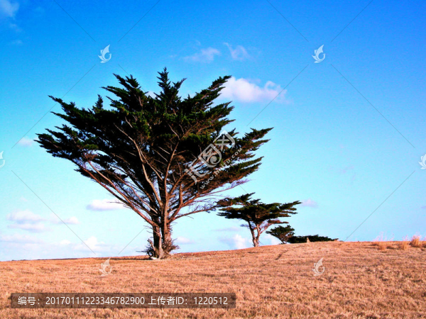 樹木在現(xiàn)場(chǎng)-匯圖網(wǎng) www.fosd68.com 樹木在現(xiàn)場(chǎng)