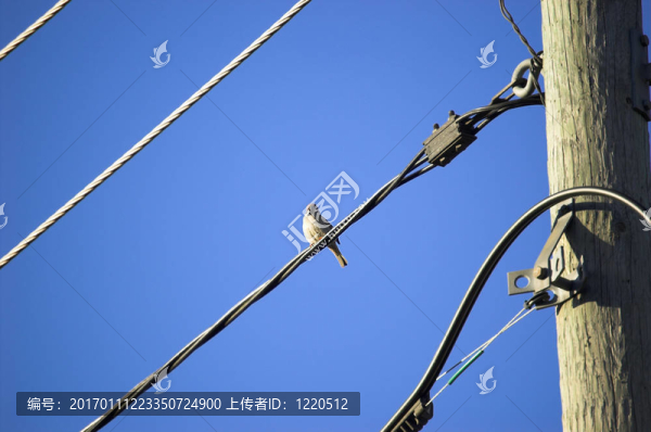 電線上的麻雀