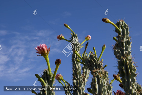 Stenocereus,thurberi花