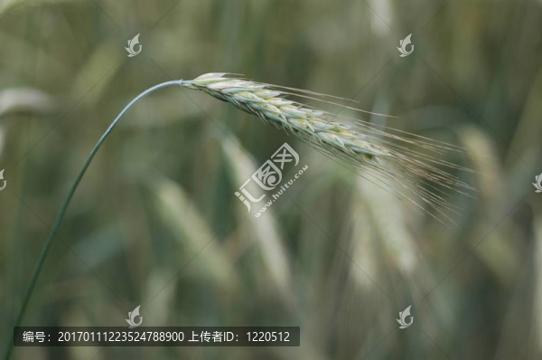 綠色小麥