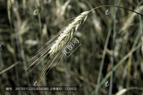 綠色小麥