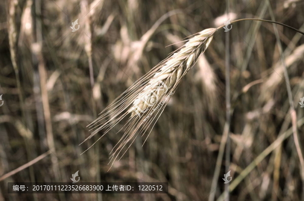 小麥籽粒