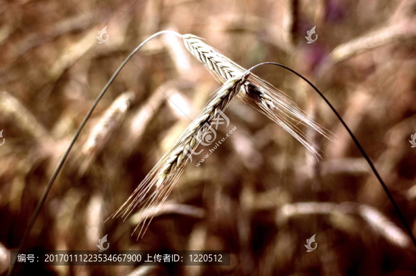 小麥籽粒