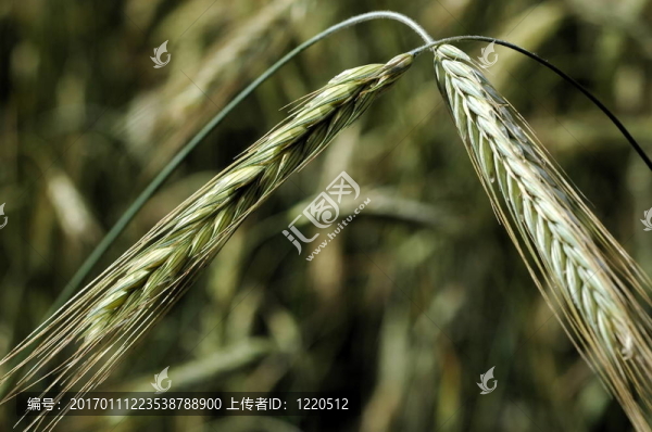 小麥籽粒