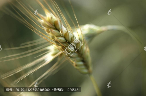 小麥籽粒