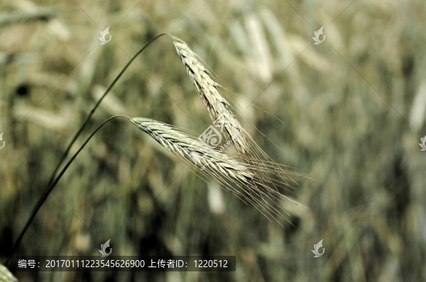 小麥籽粒