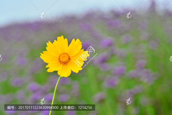 花海