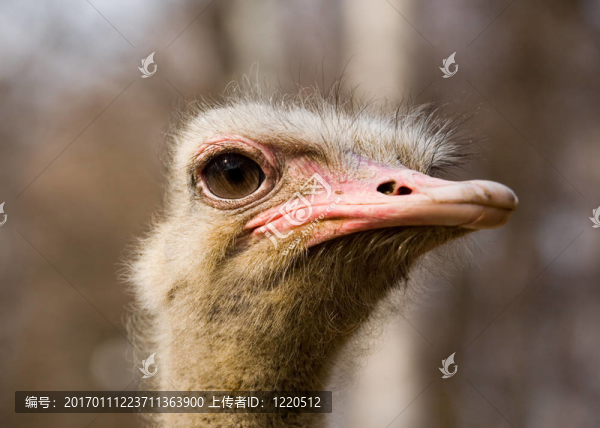 眼