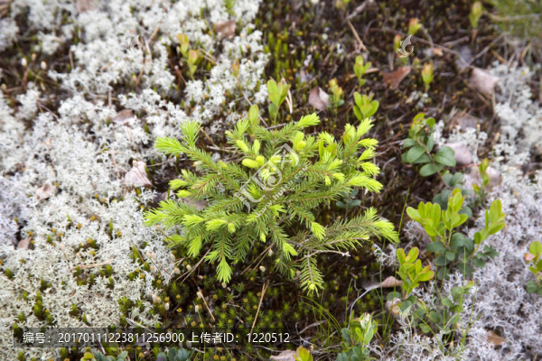 小樅樹(shù)-匯圖網(wǎng) www.fosd68.com 小樅樹(shù)