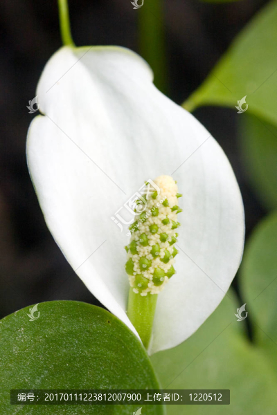 水芋