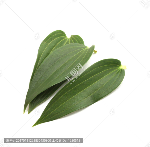 綠色的葉子