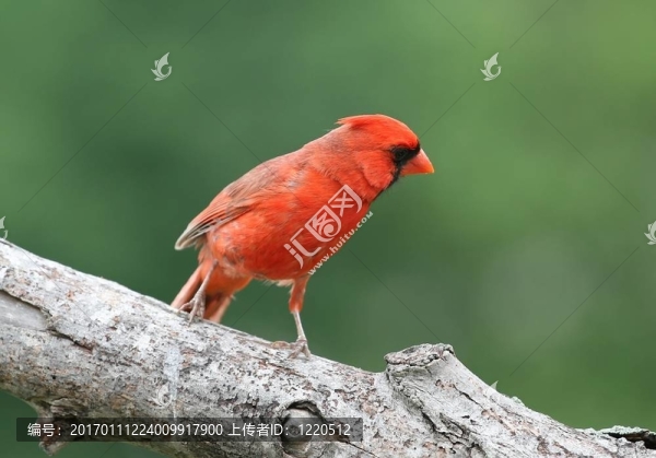 簡單的紅-匯圖網(wǎng) www.fosd68.com 簡單的紅