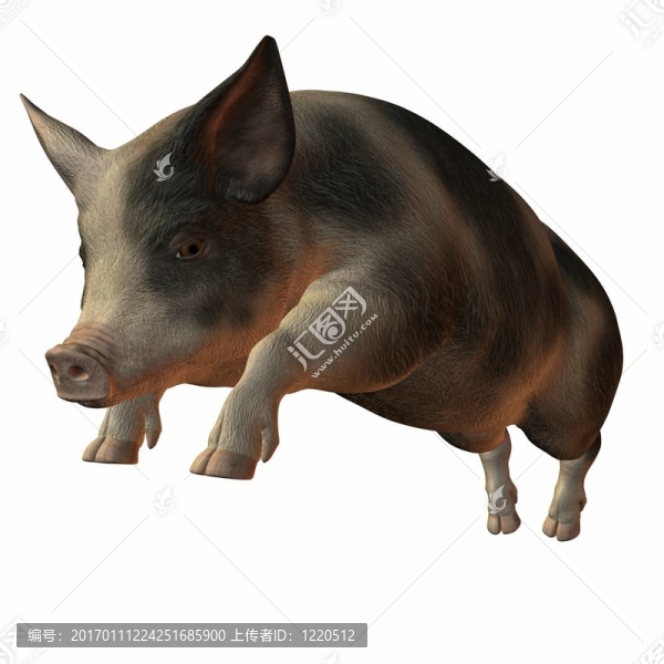 豬