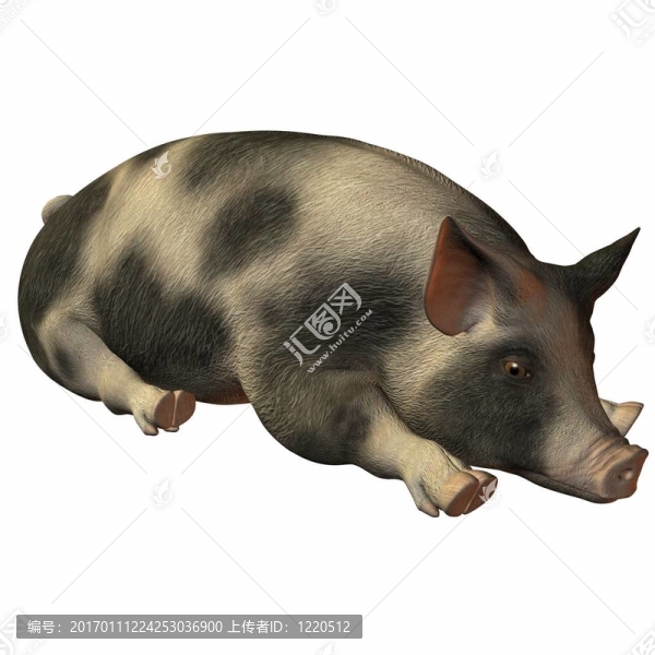 豬