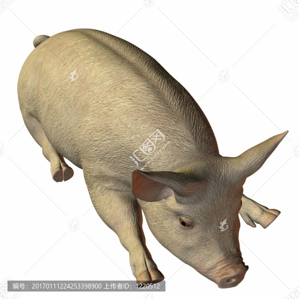 豬