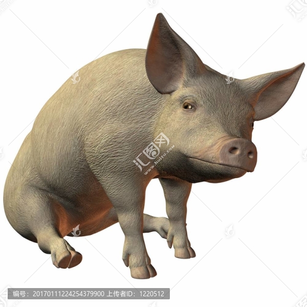 豬