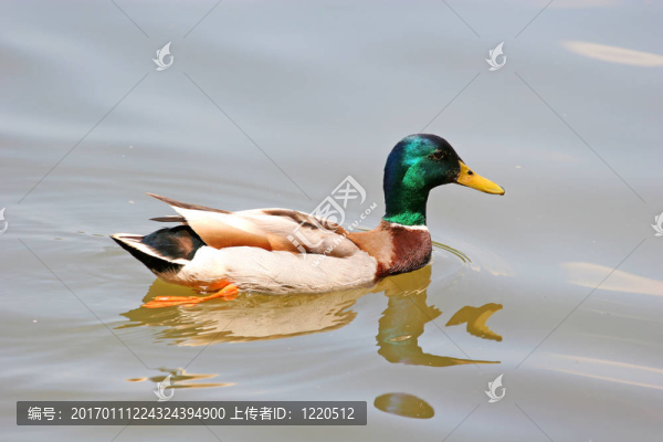 游泳的鴨子