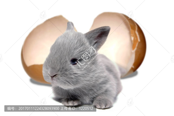 復(fù)活節(jié)兔子-匯圖網(wǎng) www.fosd68.com 復(fù)活節(jié)兔子