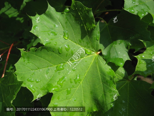 雨后葉子