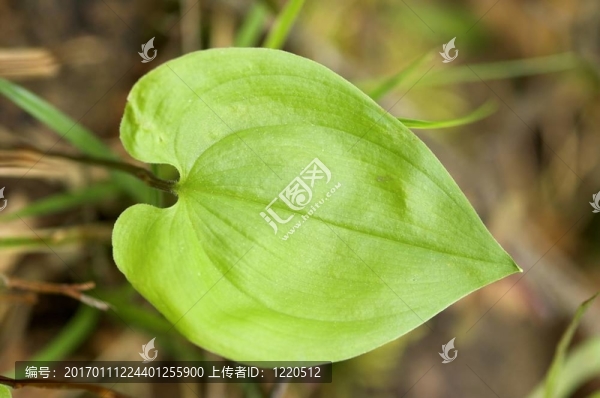 心形的葉片