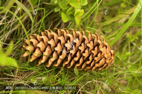 松樹的球果