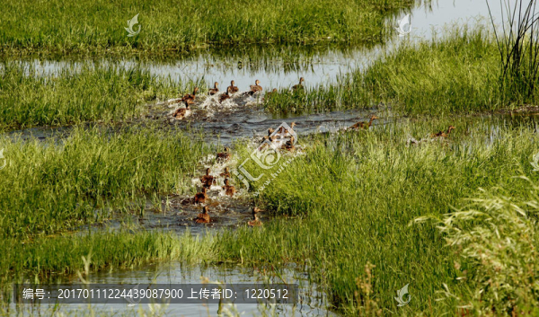 奔跑中的鴨子-匯圖網(wǎng) www.fosd68.com 奔跑中的鴨子