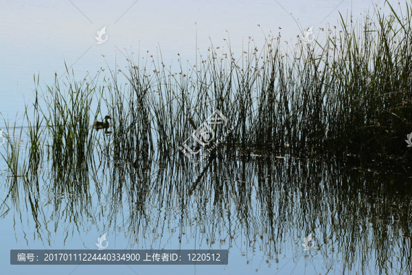 背后的蘆葦-匯圖網(wǎng) www.fosd68.com 背后的蘆葦