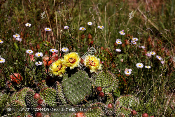 仙人掌仙人掌花開(kāi)