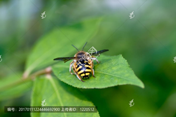 蜜蜂的背后-匯圖網(wǎng) www.fosd68.com 蜜蜂的背后