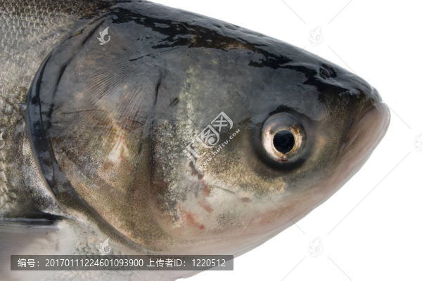 魚頭