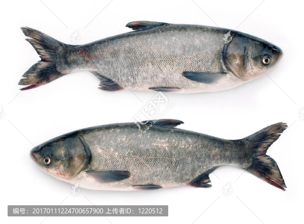 大的魚