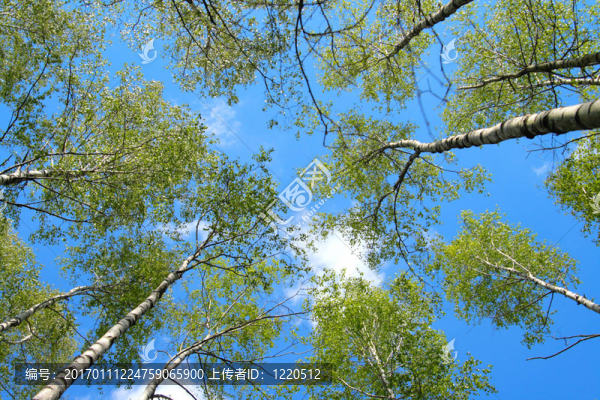 白樺樹(shù)
