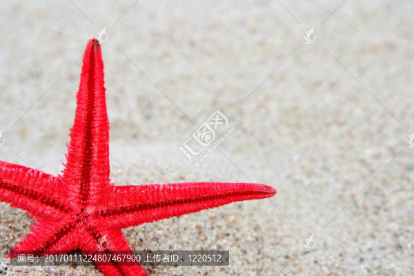 海星