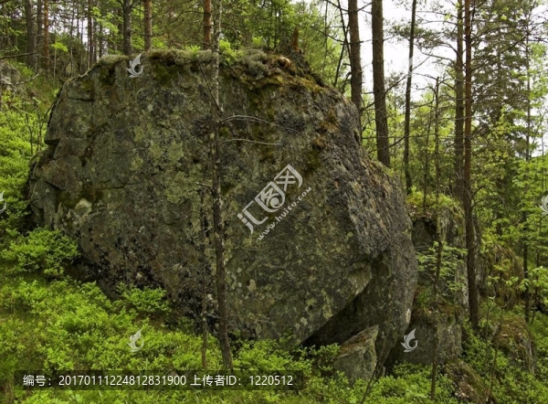 苔蘚覆蓋的Boulder
