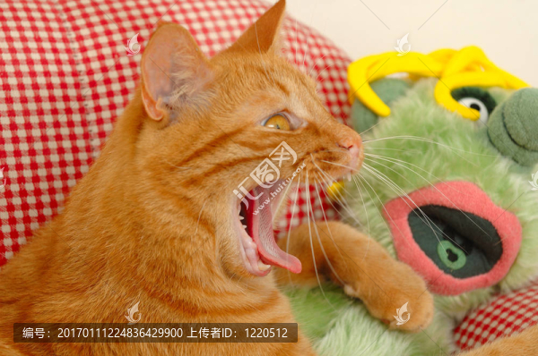 貓和娃娃