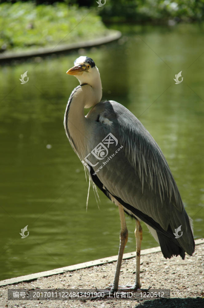 蒼鷺-匯圖網(wǎng) www.fosd68.com 蒼鷺