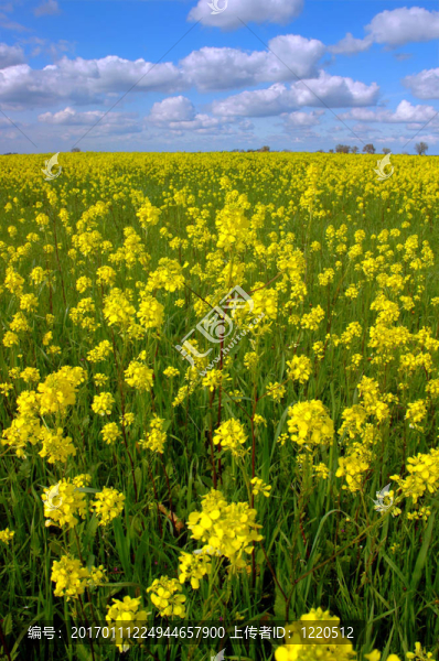 Mustard,Flowers；白云