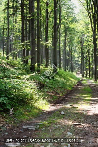 森林之旅-匯圖網(wǎng) www.fosd68.com 森林之旅