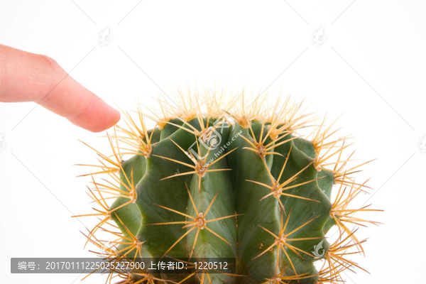 仙人掌