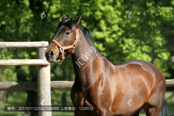 公園里的馬