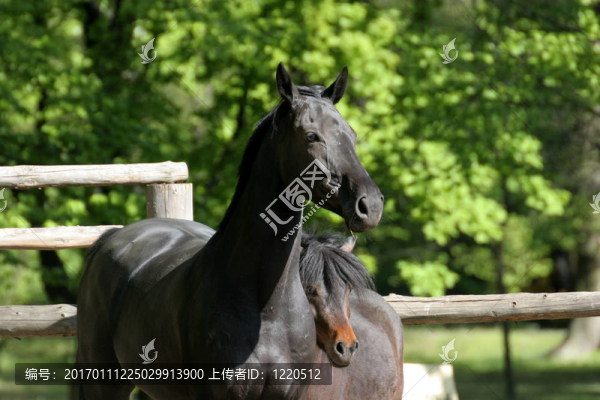 公園里的馬