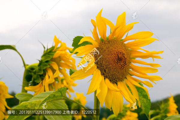 向日葵-匯圖網(wǎng) www.fosd68.com 向日葵