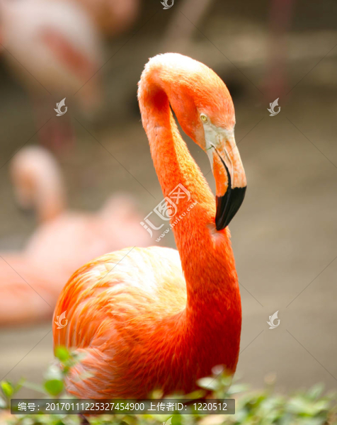 高深度的火烈鳥