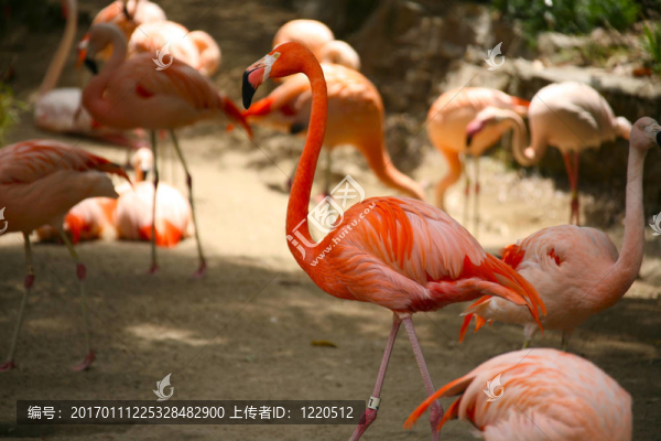 高深度的火烈鳥