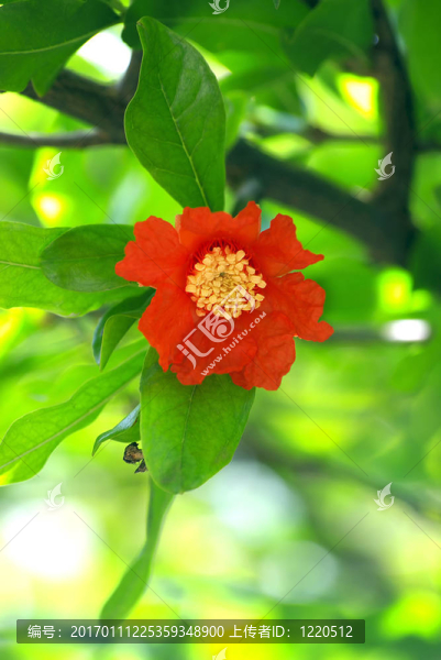 石榴花