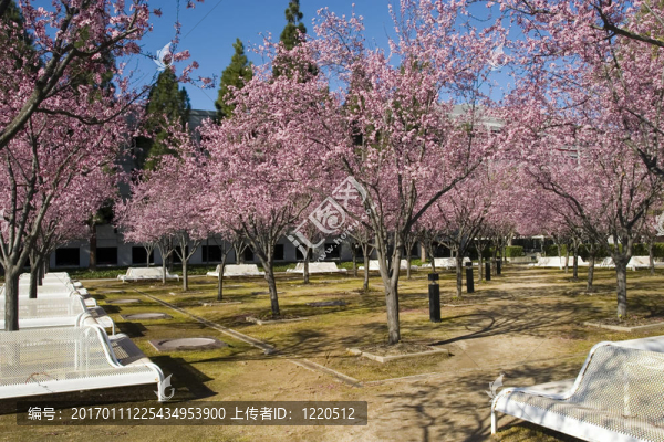 梅花樹(shù)