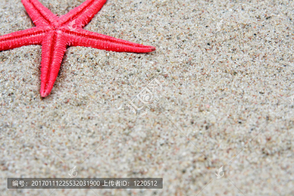 海星