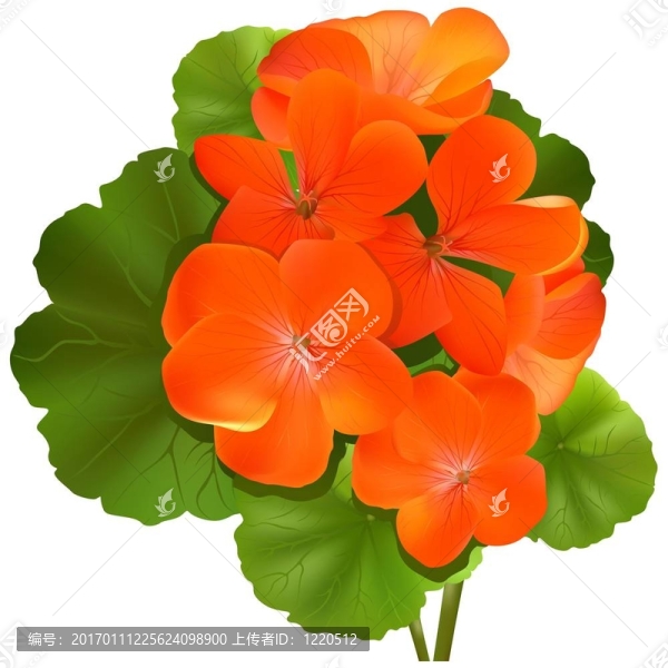 天竺葵的花