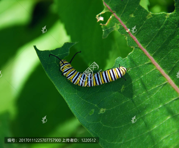 君卡特彼勒