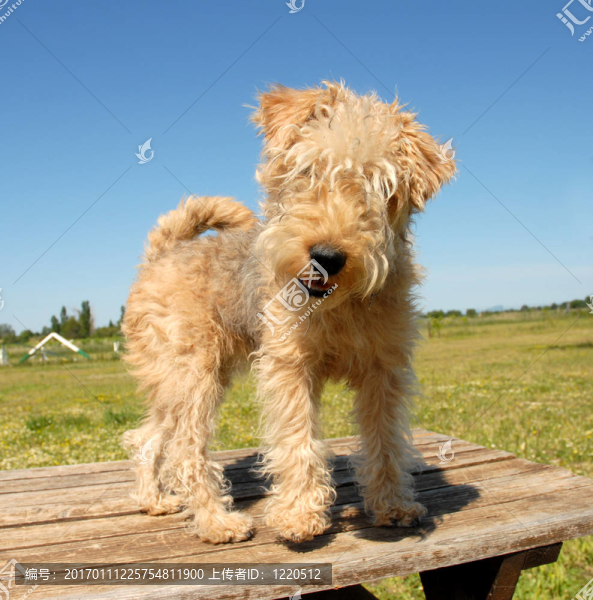 小狗的獵狐犬